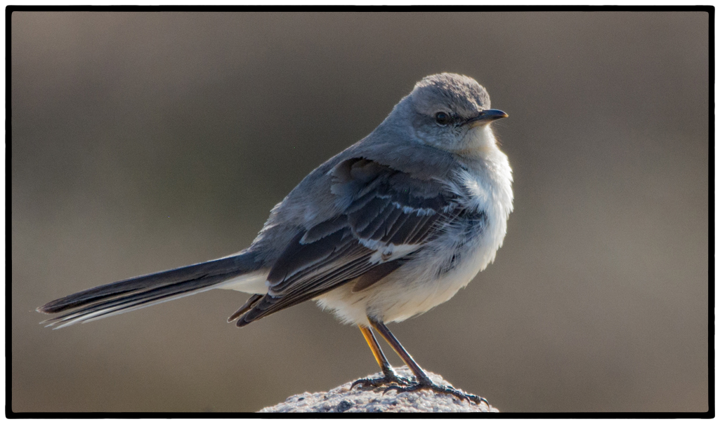 Nature In Class A By Ann Lombardi For JUST A MOCKING BIRD MAY-2019.jpg
